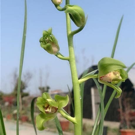 风水十大吉祥花_风水十大吉祥绿植,第7张