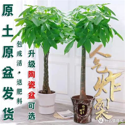 客厅最好养不容易死的植物_客厅最好养的植物排名,第7张