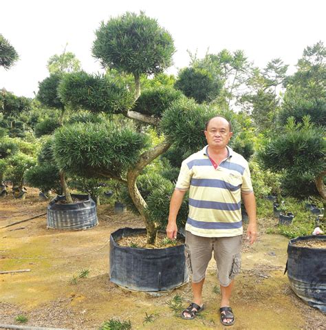 后院种什么树风水最好_后院风水适合种什么树,第6张