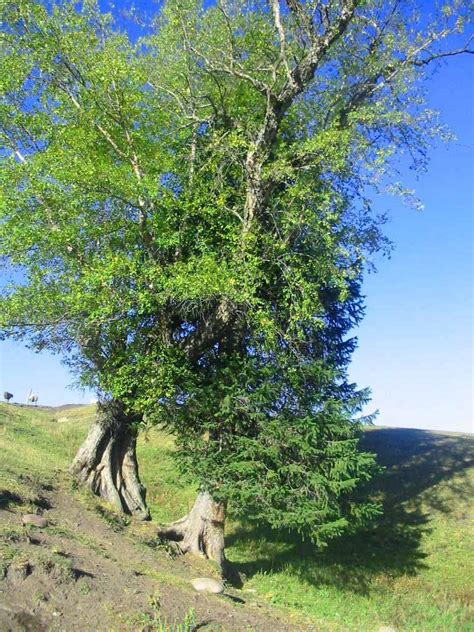 家里种什么植物风水好又旺财_家里种什么植物风水好又旺财阳台,第7张