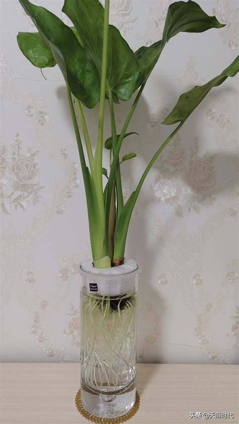 卧室摆放什么旺宅的植物风水不错_旺财旺宅的植物,第7张 卧室摆放什么旺宅的植物风水不错_旺财旺宅的植物,第7张