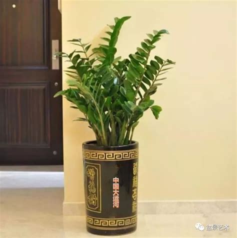 窗台放什么植物风水好_窗台适合放什么植物,第14张