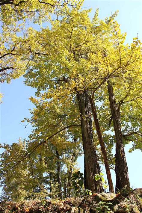 银杏树6大风水禁忌_银杏树种在玄武位好吗,第7张