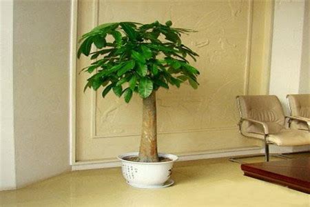 卧室摆放什么旺宅的植物风水不错_旺财旺宅的植物,第8张 卧室摆放什么旺宅的植物风水不错_旺财旺宅的植物,第8张