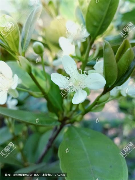 门前风水十大吉祥花_门前风水十大吉祥树,第8张