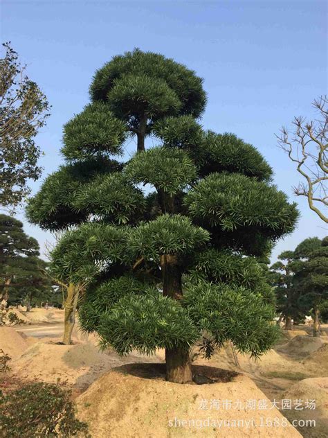 家里种什么植物风水好又旺财_家里种什么植物风水好又旺财阳台,第19张