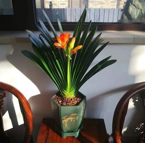 卧室摆放什么旺宅的植物风水不错_旺财旺宅的植物,第9张 卧室摆放什么旺宅的植物风水不错_旺财旺宅的植物,第9张