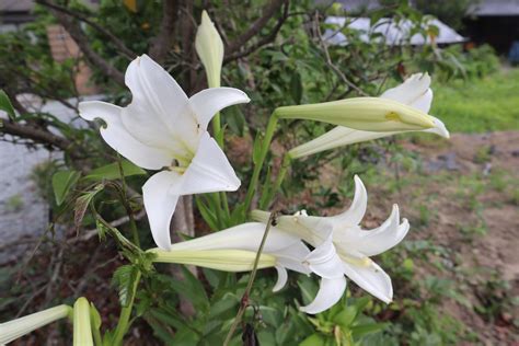 清明节送什么花去墓地_清明节送什么花去墓地放多少朵,第9张