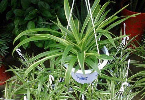 卧室摆放什么旺宅的植物风水不错_旺财旺宅的植物,第10张 卧室摆放什么旺宅的植物风水不错_旺财旺宅的植物,第10张