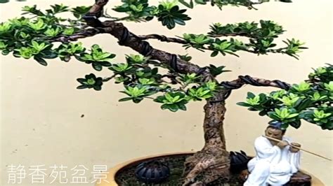 十大客厅风水植物名称_十大客厅风水植物乔木,第22张