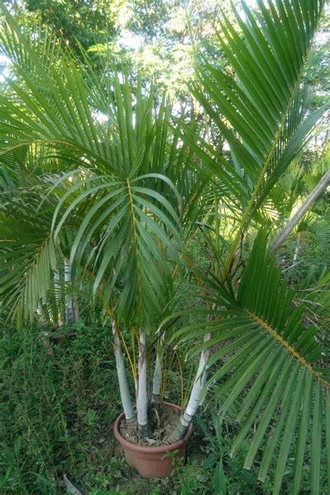 客厅适合养什么花和植物好风水_客厅适合养什么植物对家庭比较好,第11张