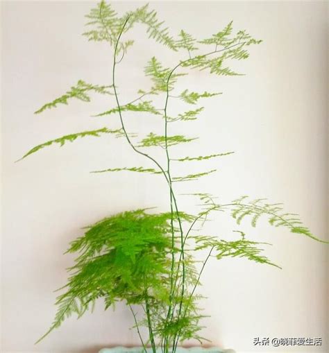 卧室摆放什么旺宅的植物风水不错_旺财旺宅的植物,第11张 卧室摆放什么旺宅的植物风水不错_旺财旺宅的植物,第11张