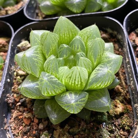 十种旺财又旺宅的果树_十种旺财又旺宅的多肉,第22张 十种旺财又旺宅的果树_十种旺财又旺宅的多肉,第22张