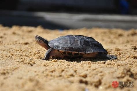 乌龟死在家里是吉是凶_乌龟死在家里是吉是凶乌龟风水,第2张