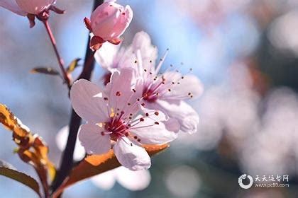 什么东西招桃花最厉害_什么东西招桃花最厉害,第2张