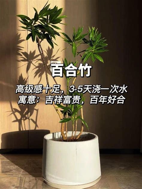 天堂鸟绿植寓意和象征_天堂鸟绿植放客厅风水好吗,第12张