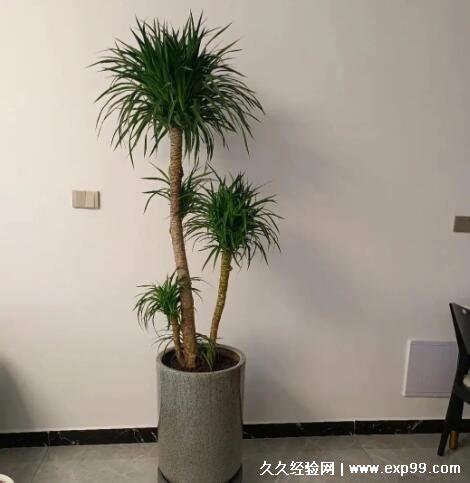 客厅最旺宅的大型植物有哪些_客厅最旺宅的大型植物介绍,第2张