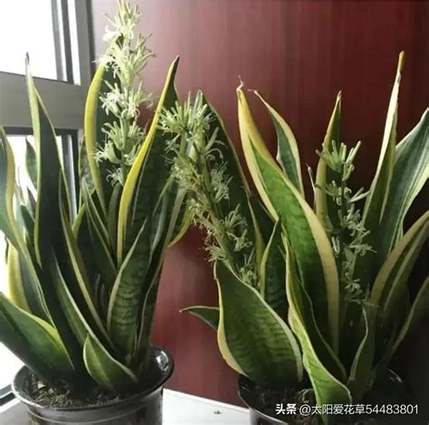 客厅最旺宅的大型植物发财树_客厅最旺宅的大型植物虎皮兰,第8张