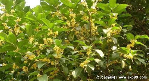 排名第一最好的镇宅树,桂花是四季常绿的植物吗,第2张 排名第一最好的镇宅树,桂花是四季常绿的植物吗,第2张