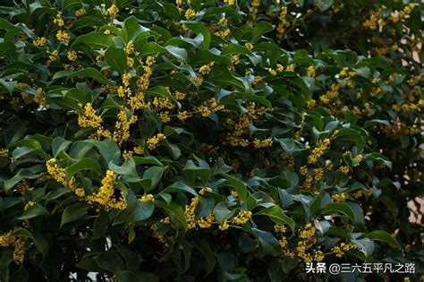 桂花树栽在院子里哪个位置好_桂花树栽在院子里什么地方好,第3张