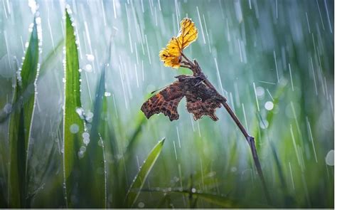 梅雨季节是几月份到几月份结束_梅雨季节是几月份到几月份结束2022,第2张