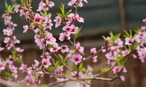 求桃花运什么最灵验_求桃花运最灵验的方法是什么,第9张