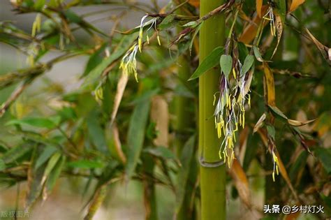 竹子开花意味着什么风水_盆栽竹子开花意味着什么,第3张