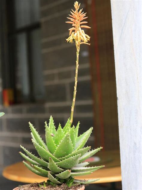 风水学来说芦荟开花预示什么_芦荟花干了有用吗,第12张