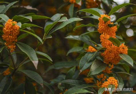 院子里不能栽桂花树吗_桂花树栽在院子里会影响风水吗,第2张