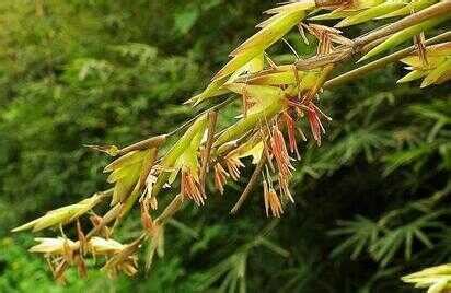 竹子开花意味着什么_风水学竹子开花意味着什么,第11张