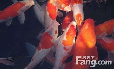风水鱼有哪些_风水鱼的讲究,第2张