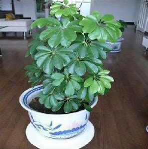 店铺招财风水_店铺门口风水摆件,第3张 店铺招财风水_店铺门口风水摆件,第3张