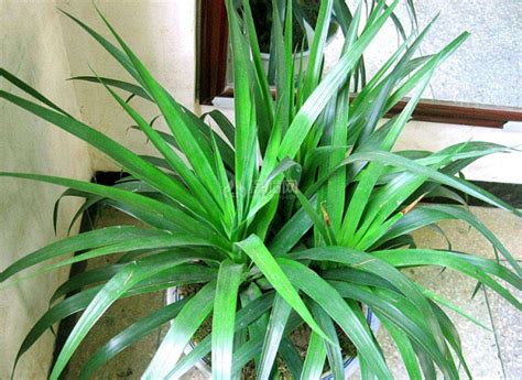 龙须树的寓意与风水_龙须树的寓意与风水图片,第3张 龙须树的寓意与风水_龙须树的寓意与风水图片,第3张