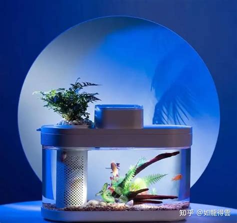 养鱼养几条好旺财_养鱼养几条好关于风水,第11张 养鱼养几条好旺财_养鱼养几条好关于风水,第11张