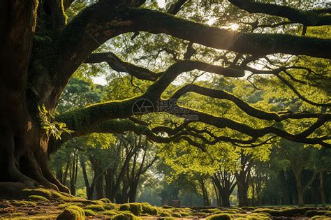 祖坟上长树对后代有什么影响_坟上长树有什么说法吗,第6张 祖坟上长树对后代有什么影响_坟上长树有什么说法吗,第6张