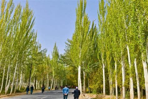 门前风水十大吉祥花_门前风水十大吉祥树,第31张