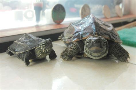 乌龟死在家里是吉是凶_乌龟死在家里是吉是凶乌龟风水,第17张 乌龟死在家里是吉是凶_乌龟死在家里是吉是凶乌龟风水,第17张