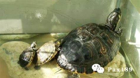 乌龟死在家里是吉是凶_乌龟死在家里是吉是凶乌龟风水,第12张 乌龟死在家里是吉是凶_乌龟死在家里是吉是凶乌龟风水,第12张