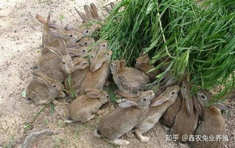 老人都说兔子很邪门_养兔子不吉利怎么破解,第13张 老人都说兔子很邪门_养兔子不吉利怎么破解,第13张