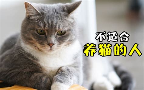 猫喜欢靠近有灵气的人_猫喜欢靠近有灵气的人为什么,第3张