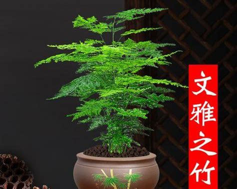 八种植物招财又旺宅_客厅最旺财的植物,第8张