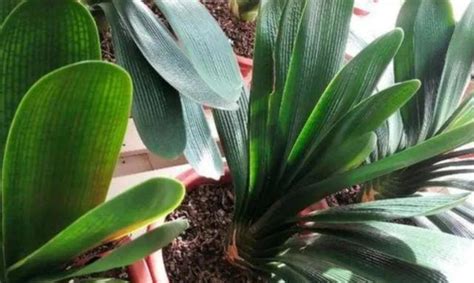 家里养什么花好_家里盆栽养什么花好风水,第4张 家里养什么花好_家里盆栽养什么花好风水,第4张