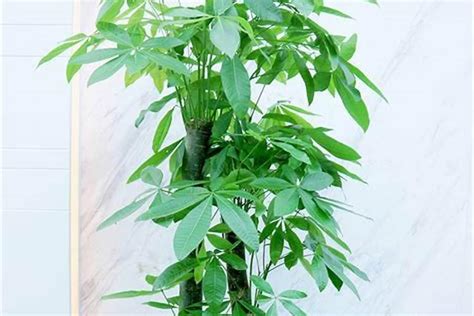 办公室怎么布局风水好_办公室布局及办公家具摆放,第6张 办公室怎么布局风水好_办公室布局及办公家具摆放,第6张