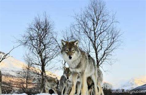 梦见狼是什么意思_孕妇梦见狼是什么意思,第5张 梦见狼是什么意思_孕妇梦见狼是什么意思,第5张
