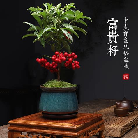 客厅最好养不容易死的植物_客厅最好养的植物排名,第12张