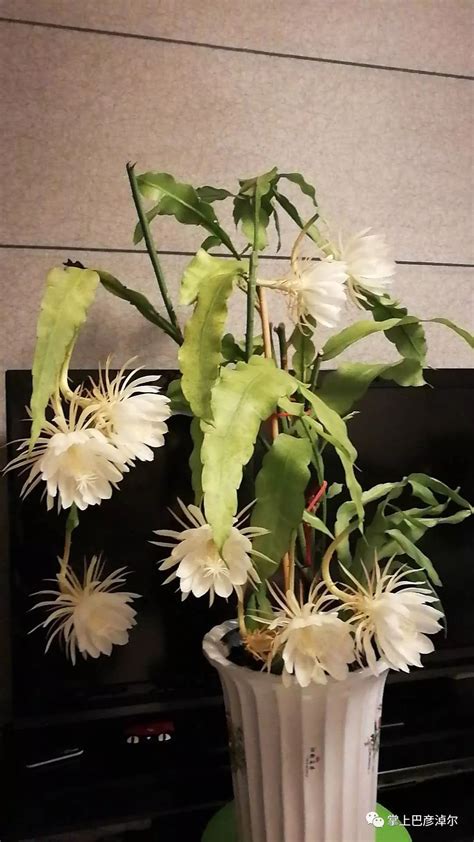 家里千万不可养昙花_养昙花有什么寓意,第3张 家里千万不可养昙花_养昙花有什么寓意,第3张