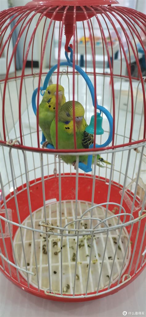 养鹦鹉招财还是破财_养鹦鹉最忌讳7件事,第8张 养鹦鹉招财还是破财_养鹦鹉最忌讳7件事,第8张