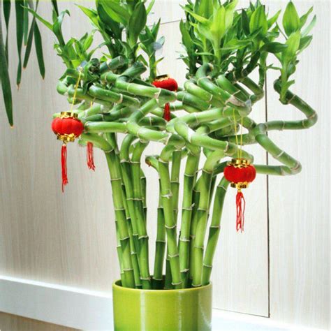 家里养什么花好_家里盆栽养什么花好风水,第6张 家里养什么花好_家里盆栽养什么花好风水,第6张