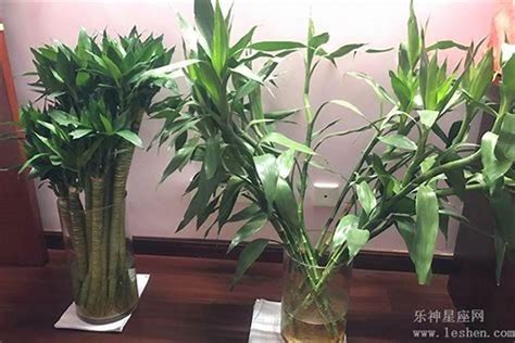 家宅适合摆放什么风水植物_家里风水适合放什么植物,第9张