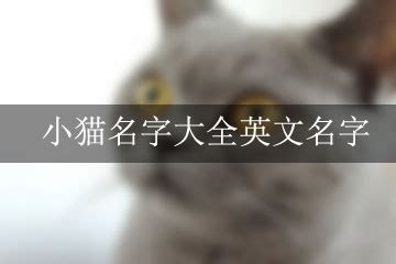 招财不俗气的猫咪名字_招财不俗气的猫咪名字大全,第17张